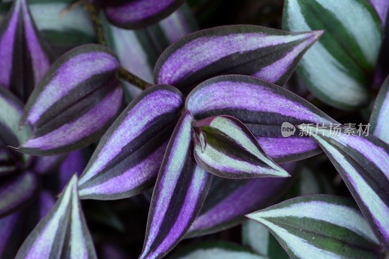 奇怪的犹太植物- Tradescantia zebrina